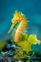 Yellow Seahorse, Philippines