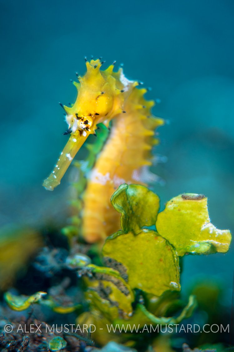Yellow Seahorse, Philippines