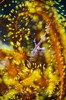 Hidden Pipefish, Philippines