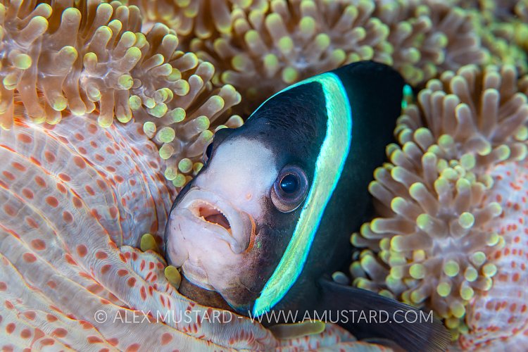Anemonefish Portrait, Philippines