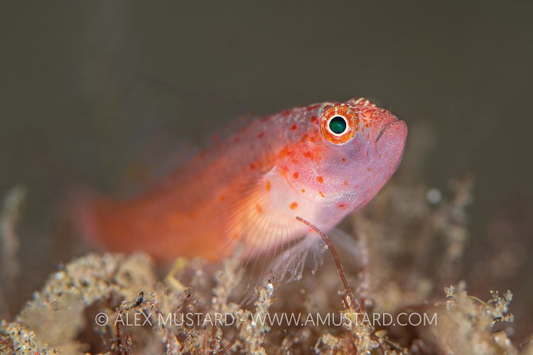 Trimma goby, Philippines