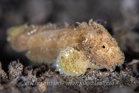 Yellow Velvetfish, Philippines