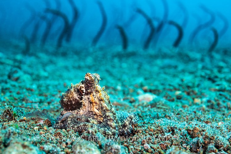 Crouching Algae Octopus, Philippines