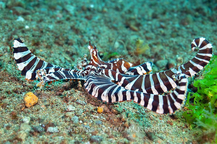 Wonderpus Display, Philippines