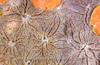 Ghostgoby On Sponge, Philippines