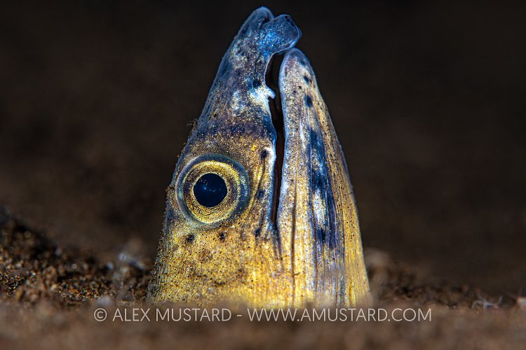 Snale Eel Emerges, Philippines