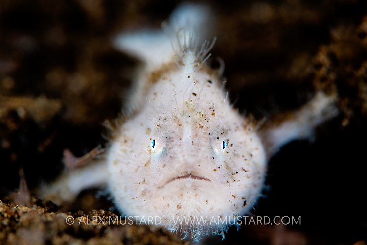 White Hairy Frogfish, Philippines