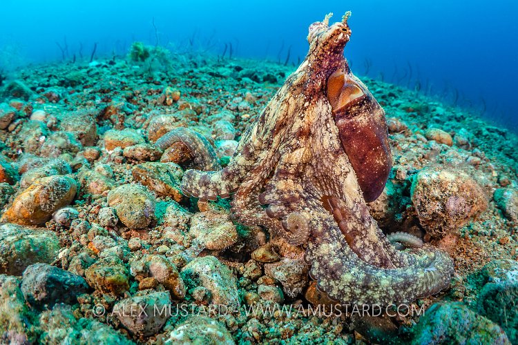 Octopus Portrait, Philippines