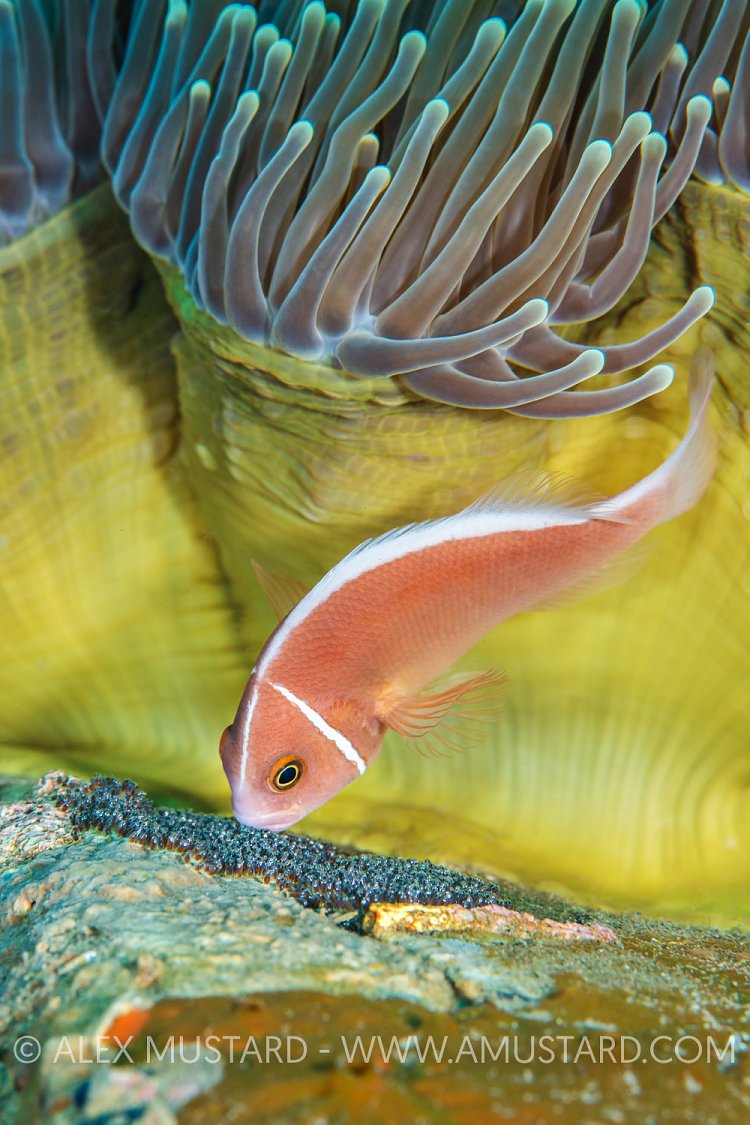 Pink Anemonefish Tends Eggs, Philippines