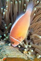 Pink Anemonefish Tends Eggs, Philippines