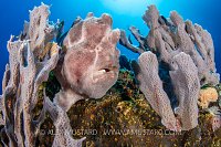 Giant Ambush, Philippines
