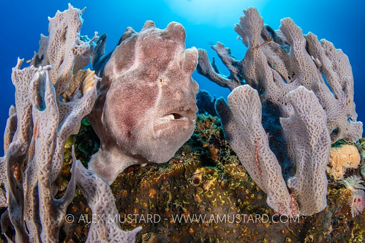 Giant Ambush, Philippines