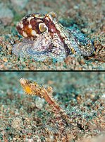 Ch, Ch, Ch, Changes, Philippines