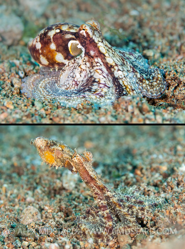 Ch, Ch, Ch, Changes, Philippines