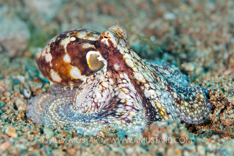 Algae Octopus, Philippines
