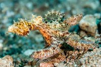 Algae Octopus, Philippines