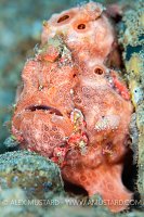 Frogfish Portrait, Philippines