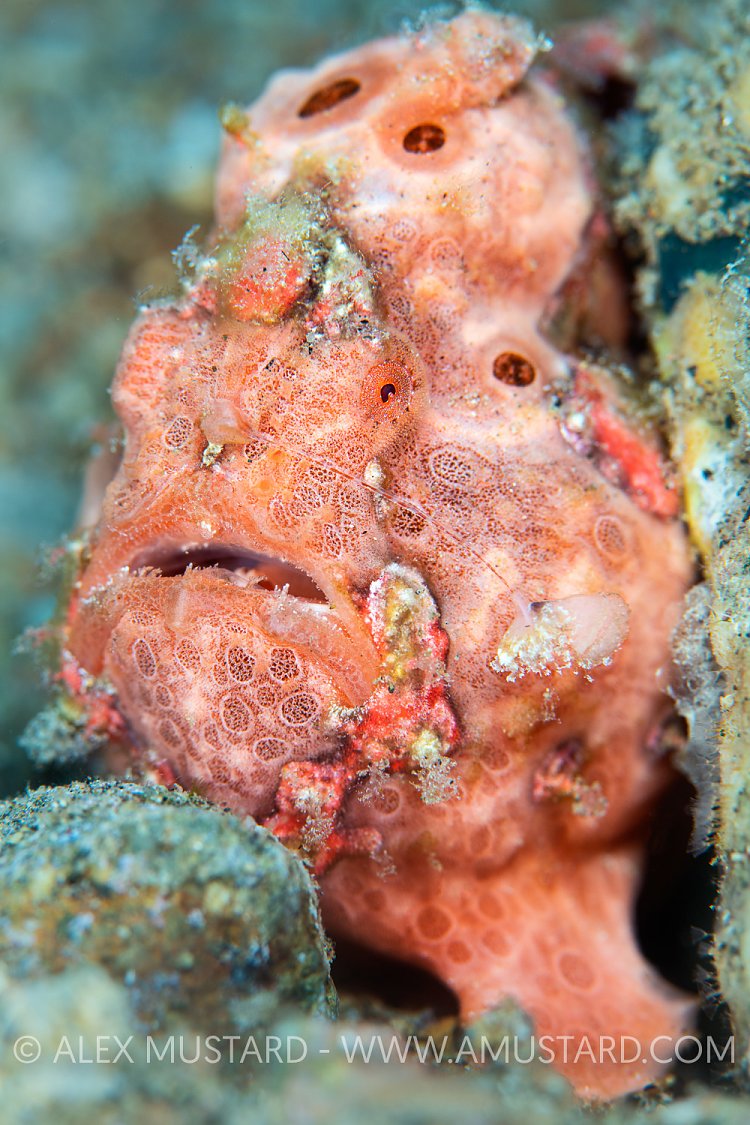 Frogfish Portrait, Philippines