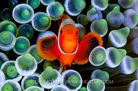 Anemonefish Portrait, Indonesia