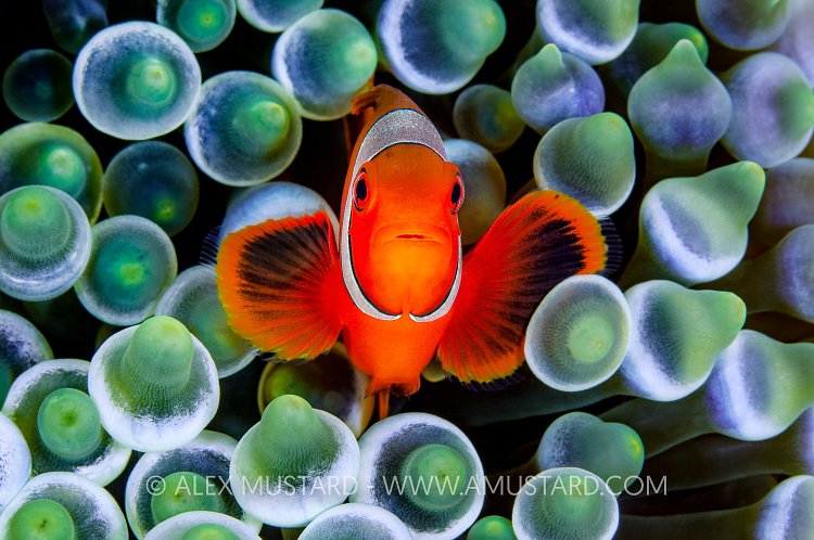 Anemonefish Portrait, Indonesia