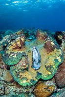 Giant Clam, Indonesia
