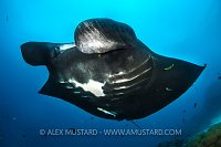 Black Manta, Indonesia