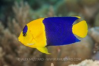 Bicolor Angel, Indonesia