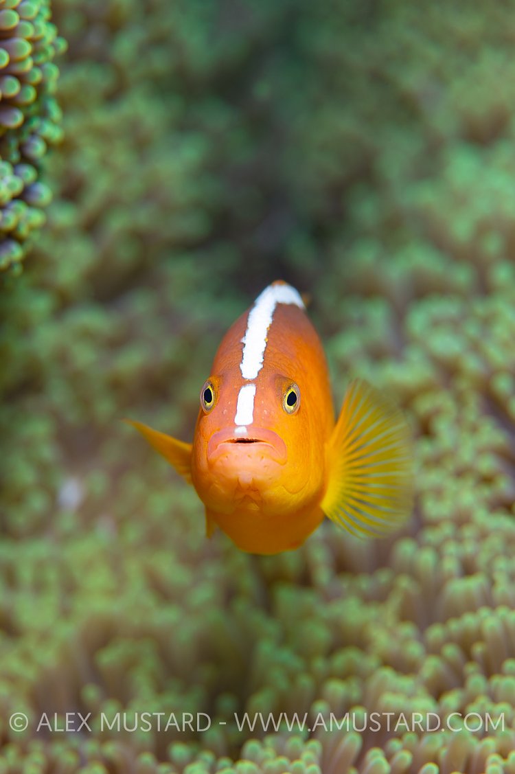 Skunk Anemonefish Portrait, Indonesia