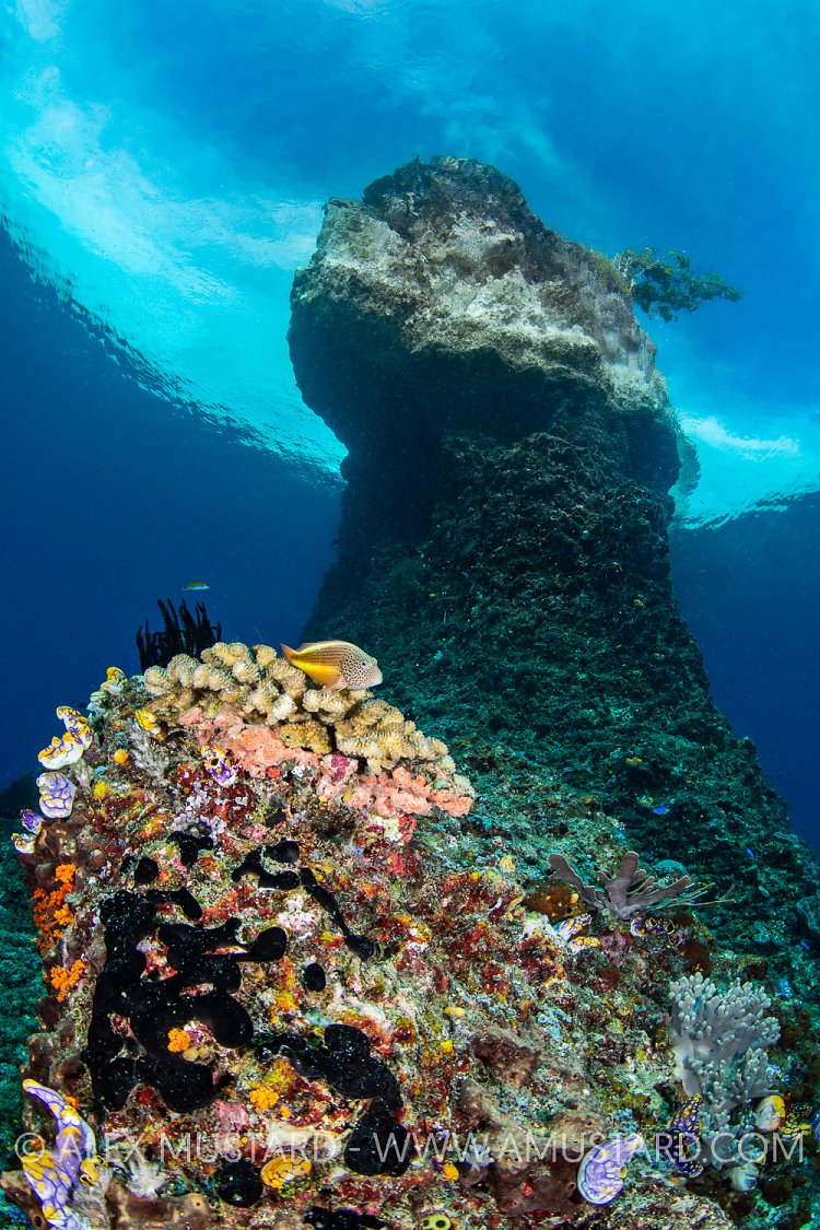Misool Scene, Indonesia