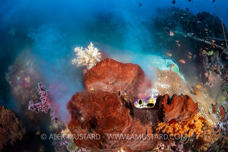 Spawning Sponges, Indonesia