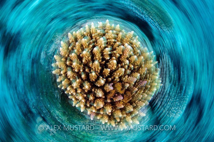 Coral Spins, Indonesia