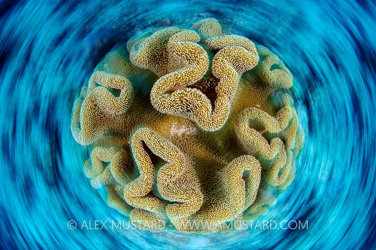 Coral Spins, Indonesia