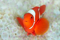 Spinecheek Anemonefish In Bleached Anemone, Indonesia