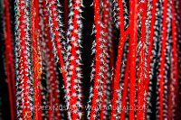 Can You See Me, Indonesia