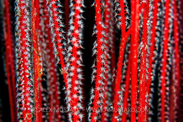 Can You See Me, Indonesia