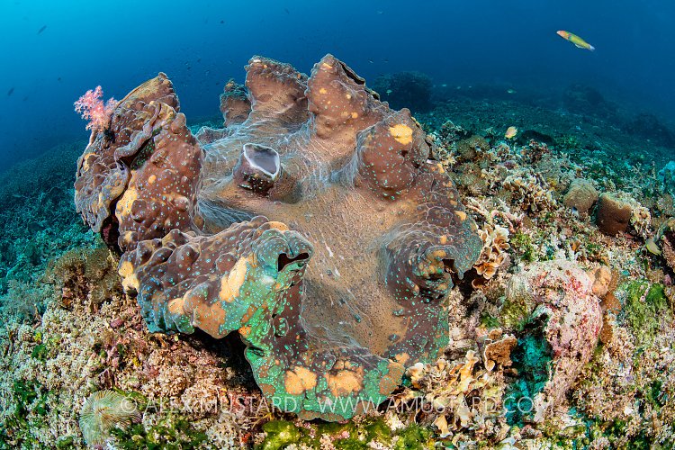 A large giant clam (Tridacna gigas) growing on a coral reef. Saunderek jetty, Raja Ampat, West Papua, Indonesia. Dampier Strait. Ceram Sea. Tropical West Pacific Ocean.
