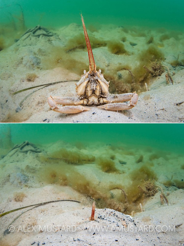 Snorkelling Crab, UK