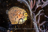 Flatfish On Kelp, UK
