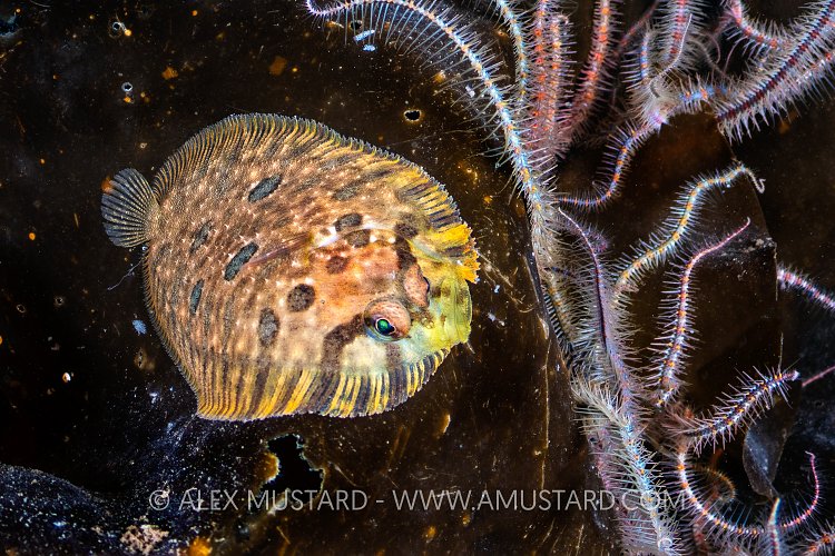 Flatfish On Kelp, UK