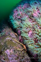 Squat Lobsters In Crevice, UK