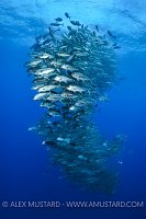 School Of Jacks, Galapagos