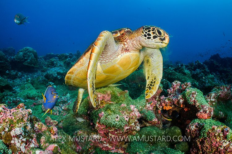 Green Turtle Feeding, Galapagos