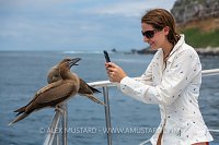 Photographing Friendly Boobies, Galapagos