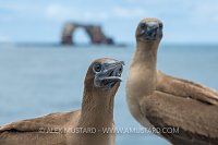 Boobies In Galapagos