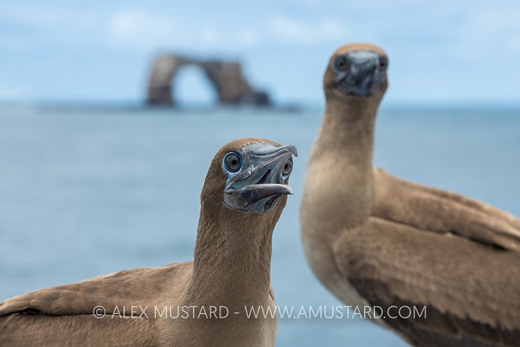 Boobies In Galapagos