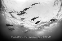 Dolphin Silhouettes, Galapagos
