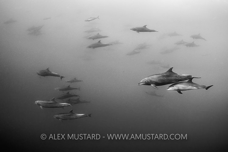 Pod Of Dolphins, Galapagos