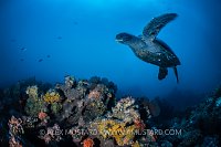Galapagos Black Turtle, Galapagos