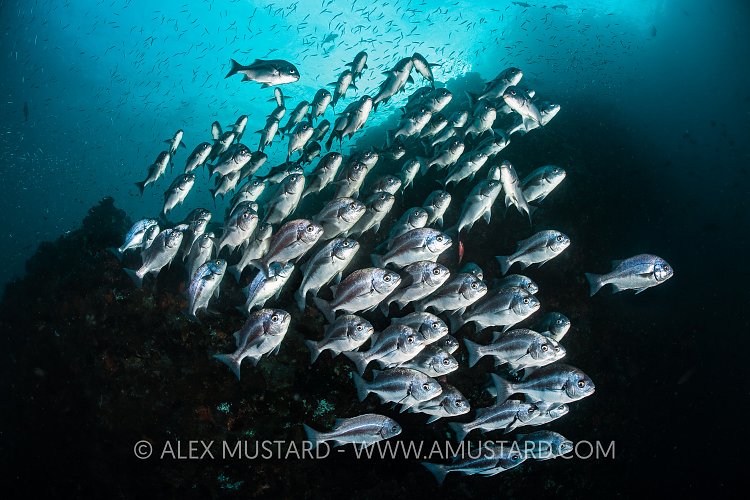 Peruvian Grunts, Galapagos