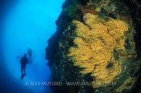 Yellow Black Coral, Galapagos.